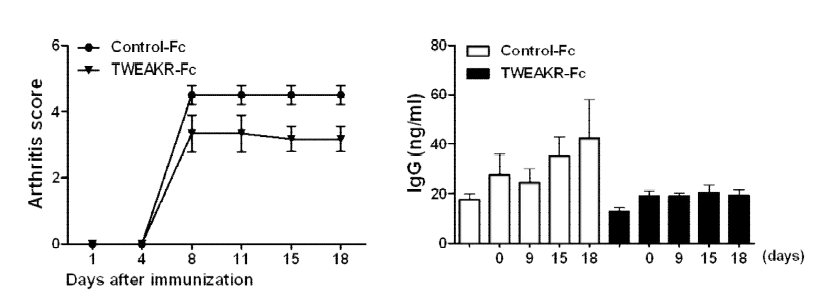 TWEAK 차단을 통한 염증 질환 동물모델 치료 효과 조사