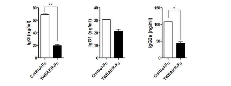 TWEAKR-Fc를 통한 면역글로불린 생성 억제
