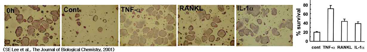 TNF-α가 파골세포 생존에 미치는 영향