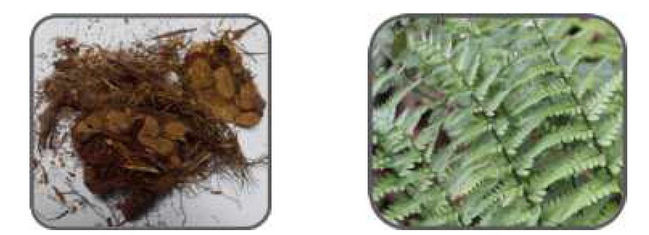곰비늘고사리의 근경 및 인편 (좌), 곰비늘고사리의 잎 (우)