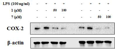 The expression of COX-2 in LPS-stimulated BV2 microglia. +:sample treated, -: no treated.