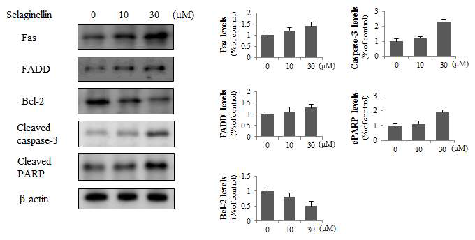 Selaginellin 의 HCT116 세포주에서의 세포사멸 작용 유도 효과