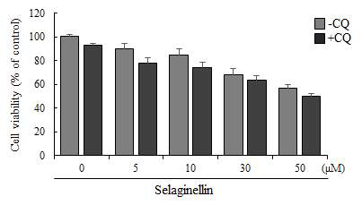 Selaginellin 과 chloroquine을 동시 처리한 경 우 세포 생존률의 변화