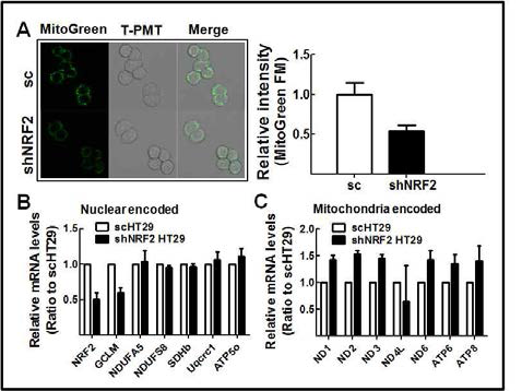 NRF2 넉다운 대장암 세포주의 미토콘드리아 함량 및 전자전달계 유전자 발현 변화