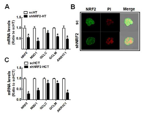 NRF2 넉다운 대장암 세포주