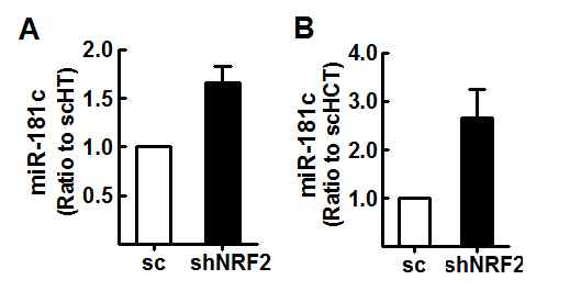 NRF2 넉다운 대장암 세포주에서 miR-181c의 변화 확인