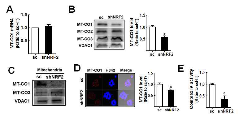 NRF2 넉다운 HT29 세포에서 MT-CO1의 감소 및 Complex IV 활성 감소