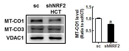 NRF2 넉다운 HCT116에서 MT-CO1의 감소
