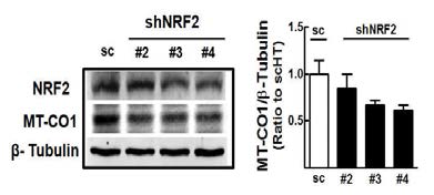 HT29 세포에서 다른 종류의 shRNA-NRF2 으로 인한 MT-CO1 감소