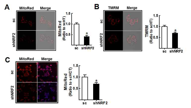 두 NRF2 넉다운 대장암 세포주에서의 미토콘드리아 막전위 감소