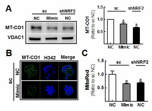 대조군 scHT29 세포에서 miR-181c로 인한 MT-CO1 감소 및 막전위 변화