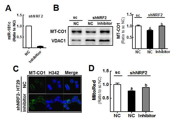 NRF2 넉다운 HT29 세포에서 miR-181c 억제로 인한 MT-CO1 증가 및 막전위 회복