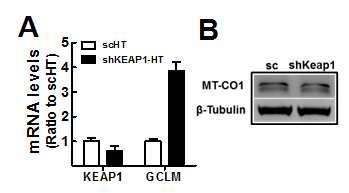 KEAP1 넉다운 암세포주에서 MT-CO1 변화 연구