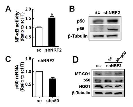 NRF2 넉다운 HT29에서 증가한 NF-κB 발현 억제로 인한 miR-181c/MT-CO1 경로 변화