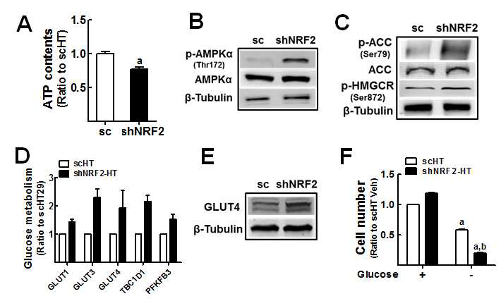 NRF2 넉다운 HT29에서 ATP 수준 감소에 따른 AMPKα 활성화, 지방산 합성 감소, 글루코스 흡수통로 증가 및 글루코스 의존성 증가