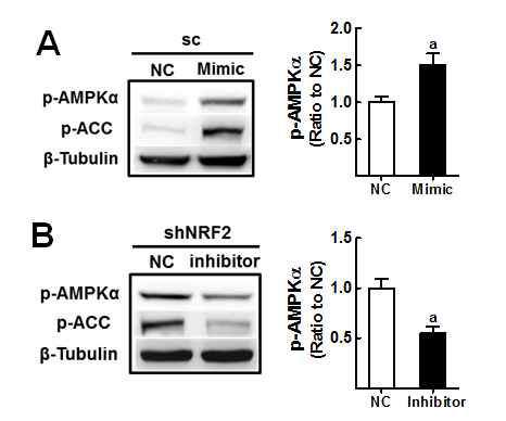 HT29에서 NRF2 활성에 따른 miR-181c 변화로 인한 AMPK 변화