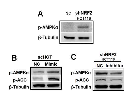 NRF2 넉다운 HCT116에서 AMPK 활성화 및 miR-181c 변화에 따른 AMPK 변화