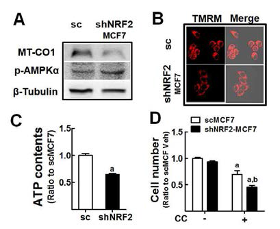 넉다운 MCF7에서 MT-CO1, 미토콘드리아 막전위, ATP 수준의 감소와 AMPKα에 대한 의존성 증가