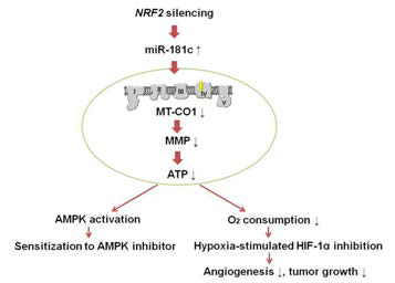 NRF2 활성에 따른 miR-181c 변화 및 미토콘드리아 대사계 변화와 AMPK 신호계 활성화