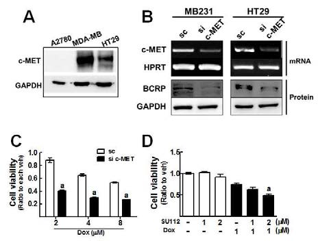 MDA-MB231 및 HT29에서 c-Met 억제에 의한 BCRP 감소 확인