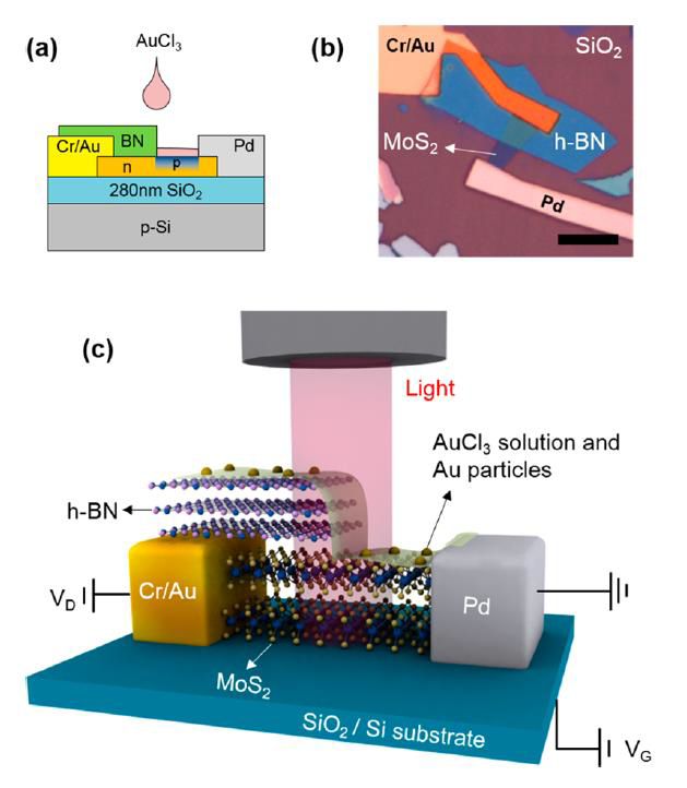 hBN/MoS2 적층 구조와 AuCl3 도 핑을 이용한 수평형 MoS2 p-n 접합 소자