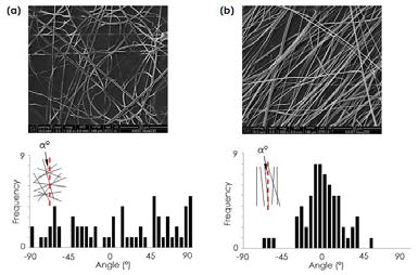 전기방사로 제작된 PDO 지지체의 SEM image와 섬유의 배열 각도 (a) 무작위방향 지지체, (b) 단일방향 지지체
