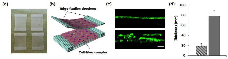 (a) 2면 손잡이 지지체, (b) 2면 손잡이 지지체의 적층 과정, (c) 적층 지지체에 배양 된 C2C12의 면역염색 이미지 (green : actin, scale bar : 50 μm), (d) 적층된 지지체에 배양된 세포층의 두께