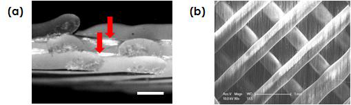 (a) 격자 손잡이 지지체의 단면 (red arrow : 단일방향 PCL 섬유, scale bar : 500 μm), (b) 격자 손잡이 지지체의 상단