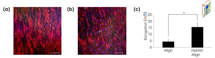(a) 단일방향 PDO 지지체에서 배양된 C2C12의 면역염색 이미지, (b) 콜라겐 젤이 첨가된 단일방향 PDO 지지체에서 배양된 C2C12의 면역염색 이미지 (red : actin, blue : DAPI, scale bar : 200 μm) (c) 각 지지체에서의 cell elongation factor 비교 그래프