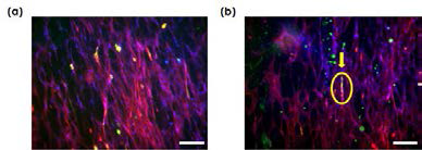 (a) 단일방향 PDO 지지체에서 배양된 MSCs의 면역염색 이미지, (b) 콜라겐 젤이 첨가된 단일방향 PDO 지지체에서 배양된 MSCs의 면역염색 이미지