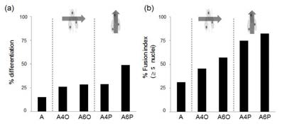 전기자극의 조건에 따른 근아세포의 (a) 분화율(%differentiation), (b) 세포 융합율(%funsion index)