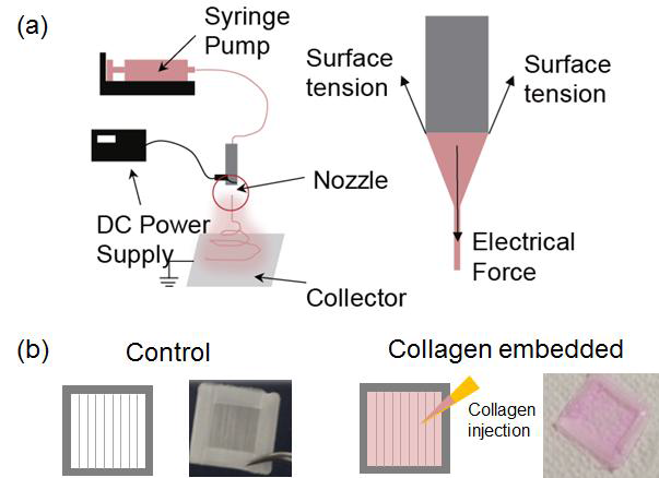 (a) 전기방사를 사용한 섬유지지체 제작, (b) 섬유지지체(왼쪽)와 콜라겐 젤이 투여된 3차원 하이브리드지지체(오른쪽)