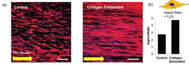 공초점 현미경을 이용한 기술을 이용한 3차원 하이브리드 지지체에서의 actin 면역염색 결과: (a) 섬유 지지체(control)와 3차원 하이브리드 지지체(collagen embedded)에서의 근아세포의 배양 밀도 및 세포 형태, (b) 각 지지체에서의 세포 신장비율 (aspect ratio) 비교 그래프