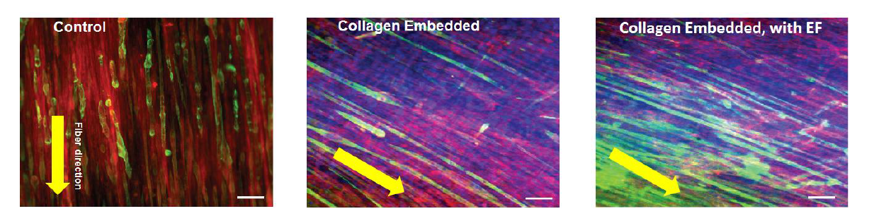 섬유 지지체(control)와 3차원 하이브리드 지지체(collagen embedded)에서의 근아세포의 분화 관찰