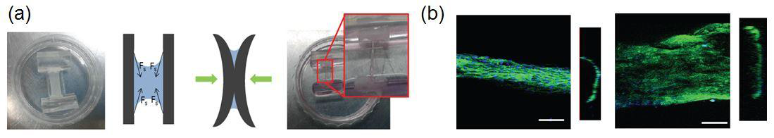 Ultra 3D 근섬유 지지체 제작 가능성 검증 (a) 실험 세팅 및 모식도, (b) 공초점 현미경 이미지