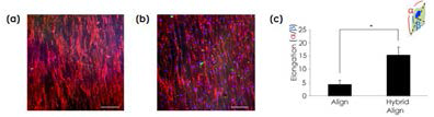 근아세포를 정렬된 지지체 상에서 배양한 뒤 면역염색 한 결과 또한 중간엽 줄기세포를 정렬된 지지체 상에서 분화 및 배양한 결과 근관구조(M yotube)를 형성하는 것을 확인함.