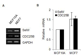 암세포에서 SelW와 CDC25B 발현 양 확인