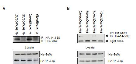 (A 그리고 B) His-SelW(CGAC, CGAS, SGAC 그 리고 SGAS)를 HEK293 세포에 과 발현 시킨 후 HA-14-3-3 또는 His-SelW로 IP를 실시 함.