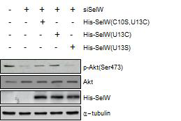 SelW가 인위적으로 감소된 MCF7 세포 에 His-SelW(C10S,U13C, U13C 그리고 U13S) 을 과 발현 시킨 후 AKT serine 473, AKT 그 리고, His-SelW를 Western blot을 통해 확인.