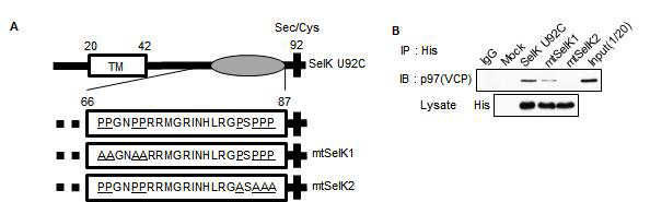 SelK와 p97(VCP)와 결합 위치의 규명.