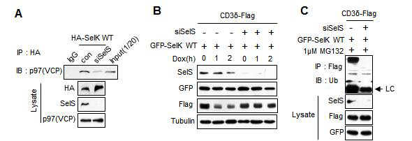 (A) SelS 결핍에 의한 p97(VCP)와 SelK의 상호작용의 감소를 면역침강법을 통해 확인. (B) SelS 결핍에 의한 ERAD substrate의 degradation 정도의 감소 확인. (C) SelS의 결핍에 의한 ERAD substrate의 ubiquitintaion의 감소를 확인.