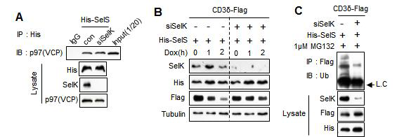(A) SelK의 결핍에 의한 p97(VCP)와 SelS의 상호작용은 변화가 없음을 확 인. (B) SelK 결핍에 의한 ERAD substrate의 degradation 정도의 감소 확인. (C) SelK의 결핍에 의한 ERAD substrate의 ubiquitintaion의 감소를 확인.