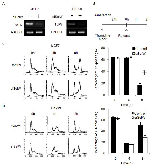 (A) MCF7과 HCT116 세포의 인위적 SelW 감소를 RT-PCR로 확인. GAPDH는 loading control로 사용. (B) 세포주기 확인을 위한 모식 도. (C 그리고 D) SelW가 인위적으로 감소된 MCF7과 HCT116 세포의 FACS를 통한 세포주기 조사.