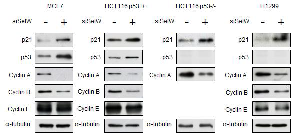 SelW가 인위적으로 감소된 암세포주 MCF7, HCT116 p53+/+, HCT116-/- and H1299 세포주에서 세포주기 관련 단백질 p21, p53, cyclin A, B and E을 Western blot을 통해 확인. Tubulin은 loading control로 사용.