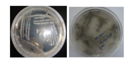 Growth characteristics of Bacillus cereus and Saccharophagus degradans on minimal sea salt agar media. B. cereus and S. degradans together (left), S. degrdans (right)