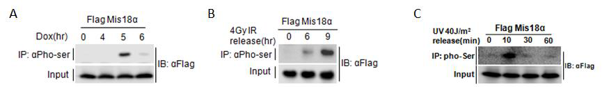 다양한 DNA 손상 자극에 의한 Mis18α의 인산화.