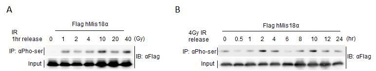 γ-irradiation의 세기와 시간에 따른 Mis18α의 인산화.