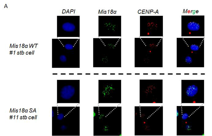 hMis18α-S101A 돌연변이체의 동원체 로의 이동여부 관찰