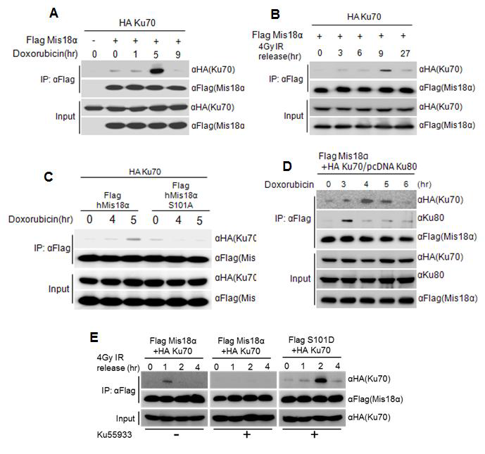 DNA 손상 유도 시 Mis18α와 Ku70/80의 결합.