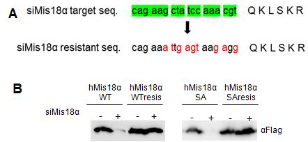 siRNA에 resistant 한 형태의 Mis18α 제작.